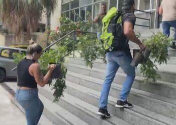 Polícia encontra estufa de maconha com mais de 30 pés de gambá na Zona Norte do Rio