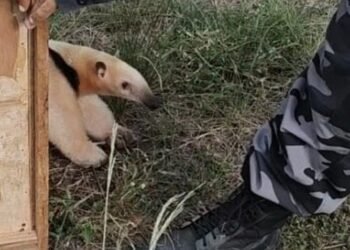 Guarda Ambiental resgata tamanduá-mirim na escola municipal de São Pedro da Aldeia