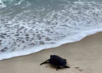 Tartaruga-verde reabilitada é devolvida ao mar durante ação ambiental em Saquarema