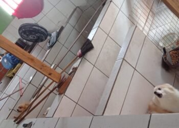 Mulher é presa por maus-tratos animais em Volta Redonda; Canil clandestino tinha sido fechado em Setembro