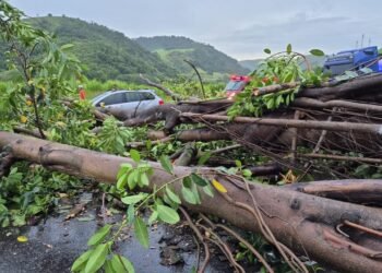 VÍDEO: Árvore cai e data dois sentidos da Via Dutra, em Barra Mansa