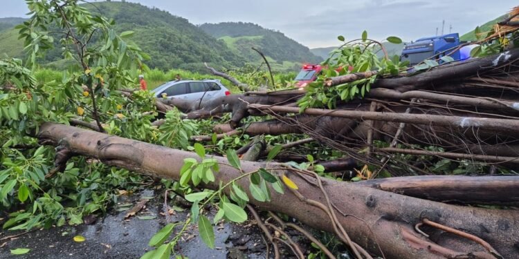 VÍDEO: Árvore cai e data dois sentidos da Via Dutra, em Barra Mansa