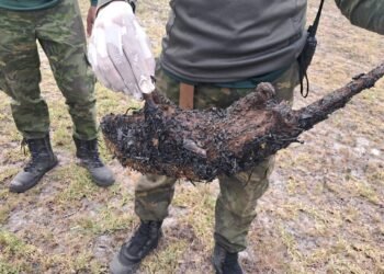 Animais silvestres morrem queimados em possível incêndio no RJ; Polícia investiga