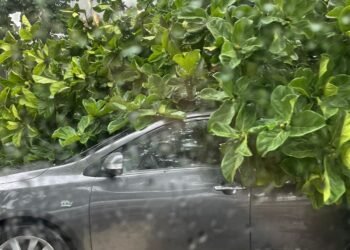Árvore cai em cima de carros e casa desaba durante a chuva no Rio