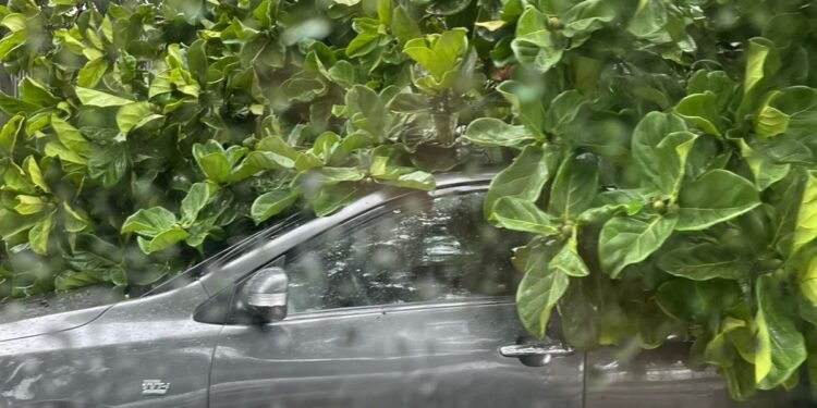 Árvore cai em cima de carros e casa desaba durante a chuva no Rio