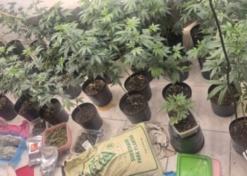 Tráfico de drogas: Homem preso com estufa na Bahia