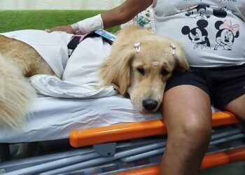 Cadela coterapeuta visita pacientes em UPAs de Petrópolis
