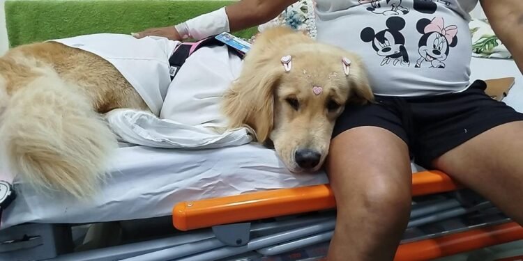 Cadela coterapeuta visita pacientes em UPAs de Petrópolis