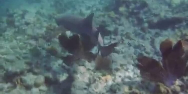 Por que Pernambuco registra mais ataques de tubarão que o Sudeste?