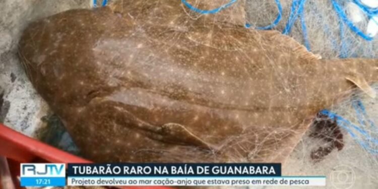Tubarão raro é encontrado por pescador na Baía de Guanabara e devolvido para o mar; vídeo Tubarão raro é encontrado por pescador na Baía de Guanabara e devolvido para o mar; vídeo