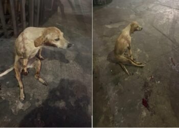 Cachorra é vista sendo lançada de ponte em Campos, no RJ; vídeo