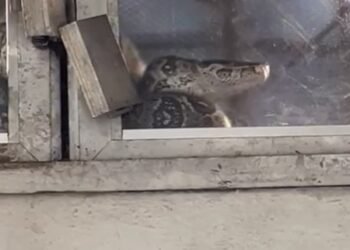 Jiboia de quase dois metros é encontrada dentro de loja em Itaperuna