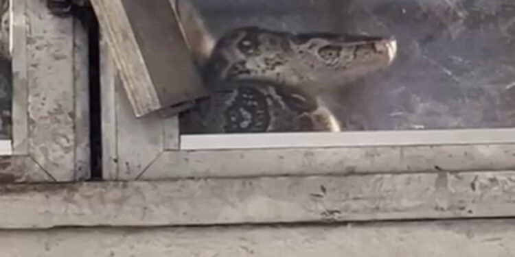 Jiboia de quase dois metros é encontrada dentro de loja em Itaperuna Jiboia de quase dois metros é encontrada dentro de loja em Itaperuna