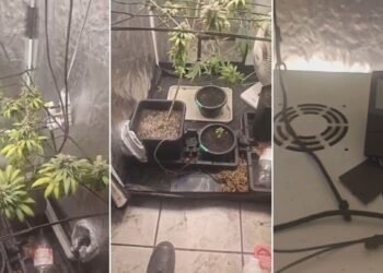 Briga de casal termina com apreensão de estufa de maconha em São Pedro