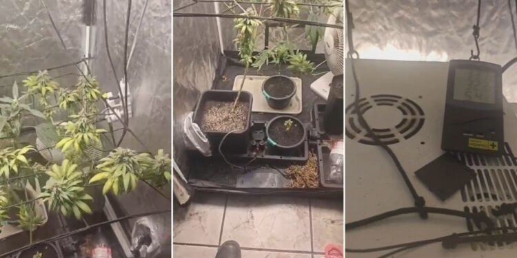 Briga de casal termina com apreensão de estufa de maconha em São Pedro