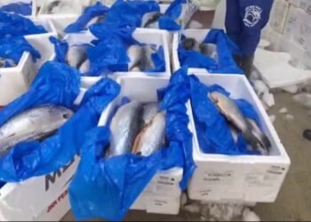 Polícia fecha distribuidora com uma tonelada e meia de peixe vencido no Complexo da Maré