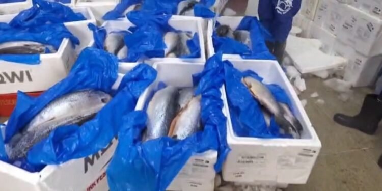 Polícia fecha distribuidora com uma tonelada e meia de peixe vencido no Complexo da Maré