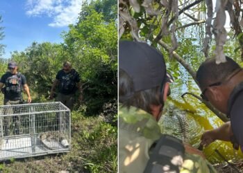 Jacaré aparece na Lagoa de Araruama e surpreende moradores de Arraial