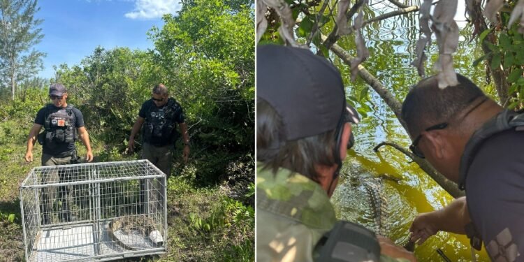 Jacaré aparece na Lagoa de Araruama e surpreende moradores de Arraial