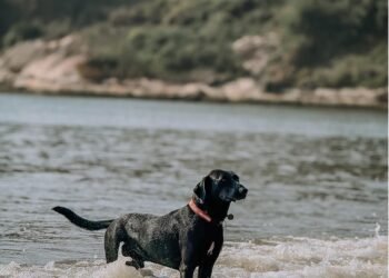 Cão comunitário vira ‘guardião’ de Macaé e conquista frequentadores