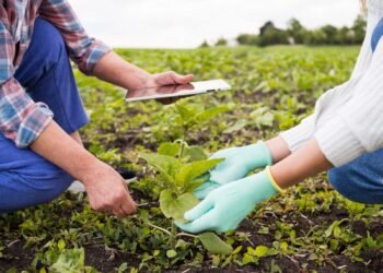 Projeto Solo Vivo vai levar assistência técnica a 600 produtores no RJ