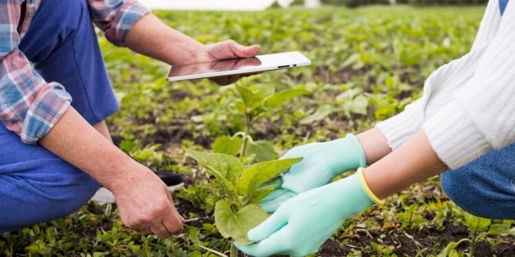 Projeto Solo Vivo vai levar assistência técnica a 600 produtores no RJ Projeto Solo Vivo vai levar assistência técnica a 600 produtores no RJ