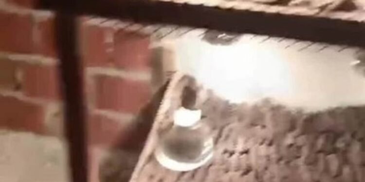 Operação contra a pesca ilegal e venda de animais marinhos prende dois homens em Angra dos Reis