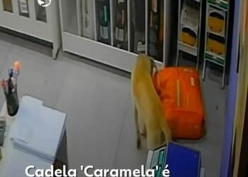 VÍDEO: Cadela ‘Caramela’ é flagrada furtando saco de ração de loja em Barra Mansa