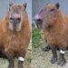 Capivara espancada no Rio apresenta melhora após ataque brutal