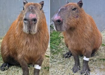 Preso por agredir capivara foi reconhecido em outro ataque a animal