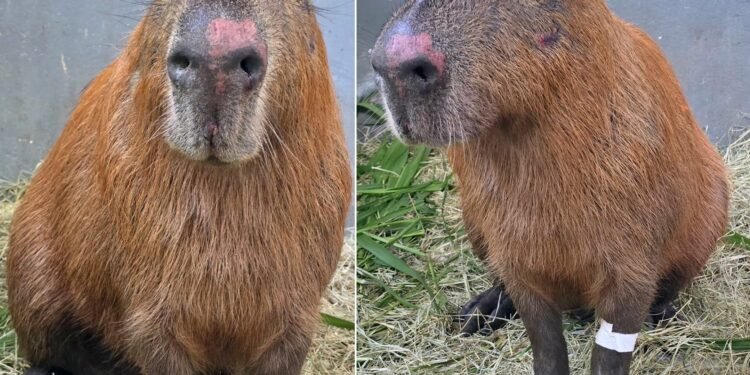 Preso por agredir capivara foi reconhecido em outro ataque a animal Preso por agredir capivara foi reconhecido em outro ataque a animal