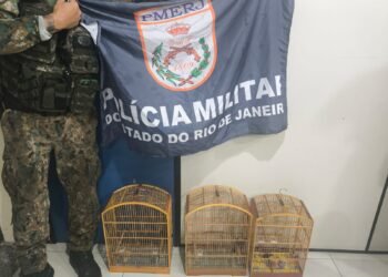 Pássaros resgatados em Pinheiral após denúncia de cativeiro