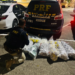 PRF interceptou carga de drogas que seguia para Cabo Frio e tinha taxista como batedor na BR-101