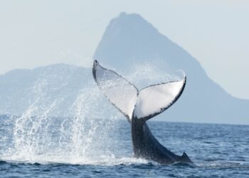 Dia Mundial da Água: imagens mostram baleias, botos e polvo raros no litoral do Rio