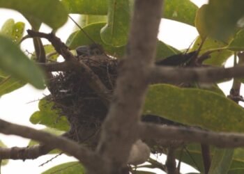 Nascimento de Filhote de Bicudo em MG Traz Nova Esperança para Espécie Criticamente Ameaçada