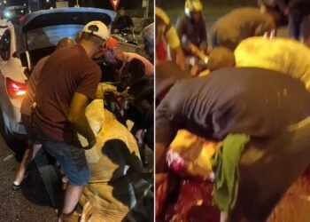 Vídeo: Populares cortam carne de bois mortos e comemoram após boiada causar acidente na BR-101 em Rio Bonito