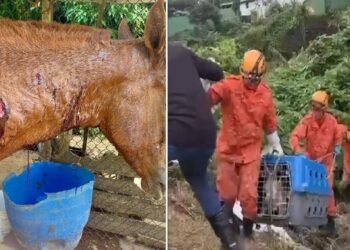 Pitbulls são resgatados pelos Bombeiros após ataque a um cavalo em Petrópolis