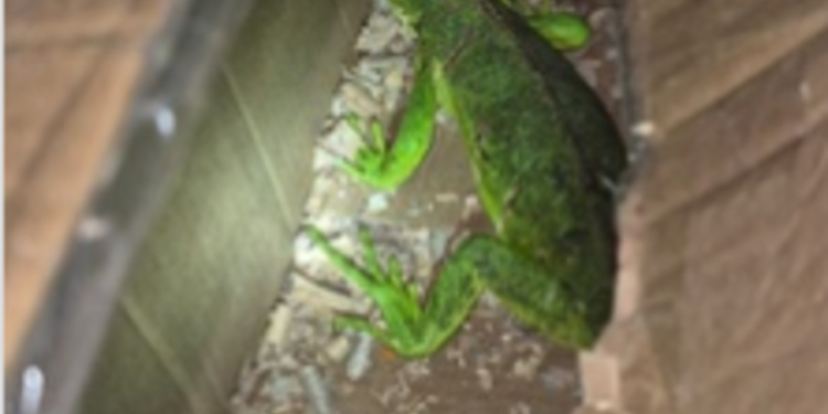 Resgate de animais silvestres na Via Dutra: trio é preso em Piraí