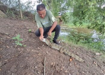 Jacaré-do-papo-amarelo e coruja-orelhuda são resgatados na área urbana de São Pedro da Aldeia