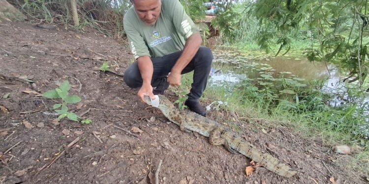 Jacaré-do-papo-amarelo e coruja-orelhuda são resgatados na área urbana de São Pedro da Aldeia