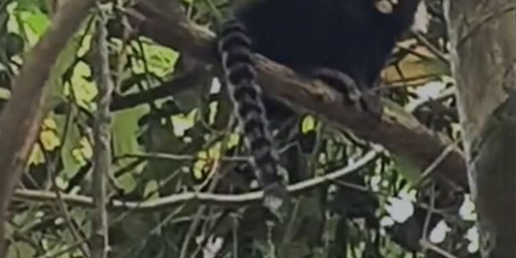 Sagui-caveirinha ameaçada de extinção é registrada em Petrópolis