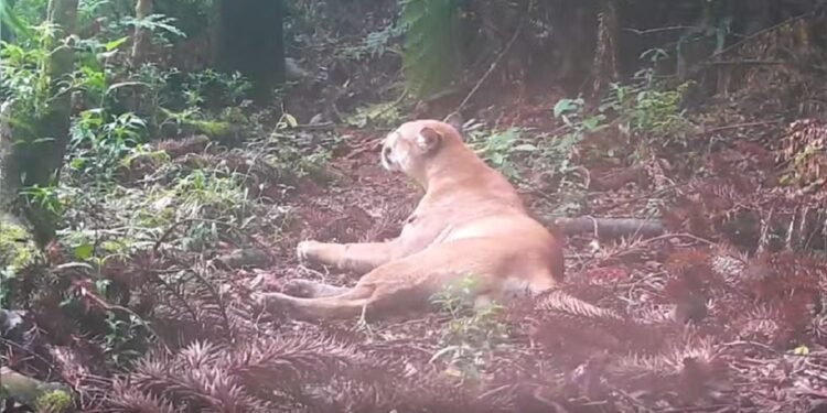 Onça-parda é registrada pela primeira vez em Nova Friburgo
