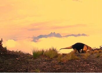 Tamanduá-mirim é registrado a mais de 2 mil metros de altitude no Parque Estadual dos Três Picos, RJ