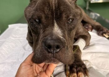 Cachorro com sinais de maus-tratos é resgatado em Volta Redonda