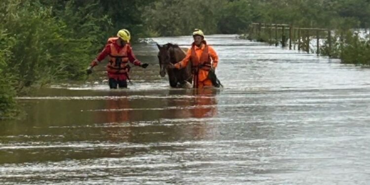 Bombeiros resgatam cavalo ilhado em Minas Gerais após chuvas intensas