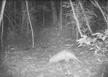 Tatu-galinha ameaçada de extinção é flagrada por câmeras na área ambiental de São Pedro da Aldeia