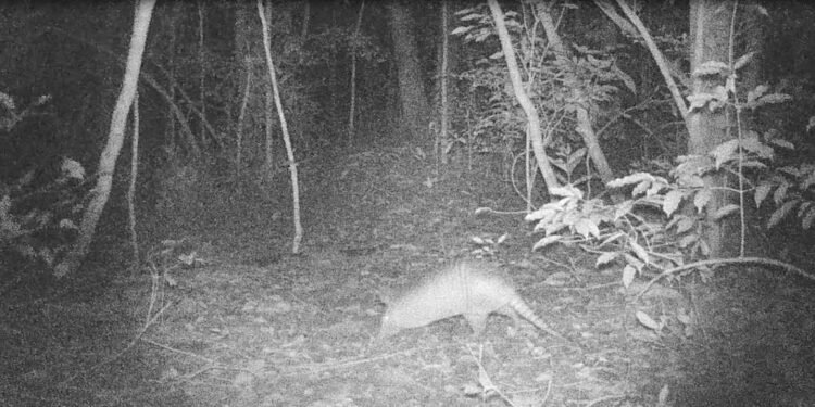 Tatu-galinha ameaçada de extinção é flagrada por câmeras na área ambiental de São Pedro da Aldeia