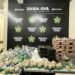 Mais de 100 kg de drogas são apreendidos em ação da Polícia Civil de Volta Redonda