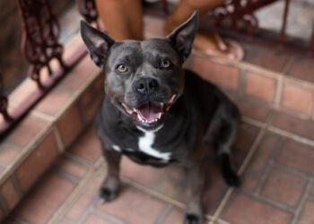 Cadela resgatada de maus-tratos ganha nova vida após adoção em Volta Redonda