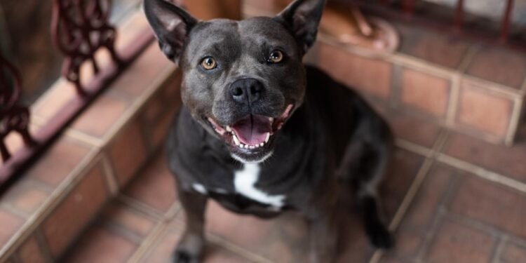 Cadela resgatada de maus-tratos ganha nova vida após adoção em Volta Redonda